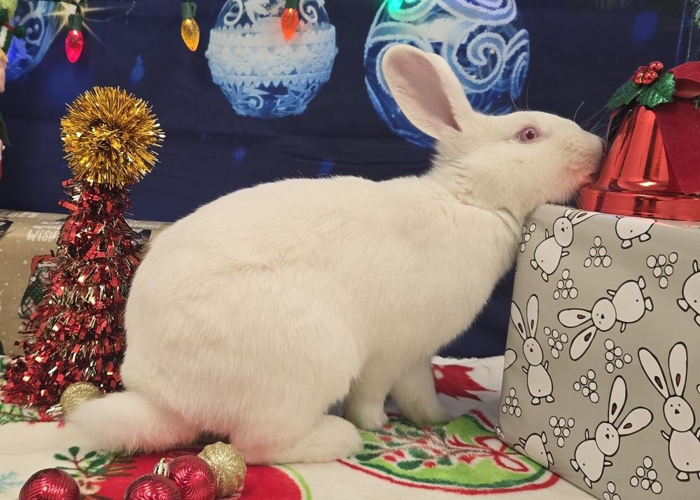 Enlarge Carabelli, a Adoptable Florida White in Westford, MA image 4/6
