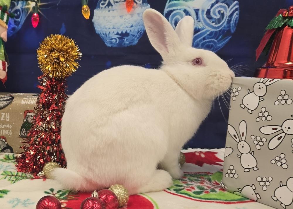 Enlarge Carabelli, a Adoptable Florida White in Westford, MA image 5/6