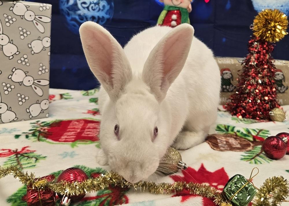 Enlarge Carabelli, a Adoptable Florida White in Westford, MA image 6/6