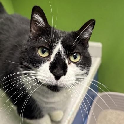 Enlarge Muffin, a ADOPTABLE Domestic Short Hair in Worcester, MA image 1/1