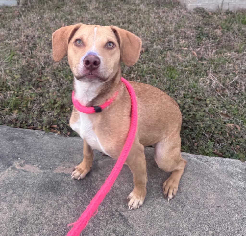 Enlarge Tony, a Adoptable mixed breed in Little Rock, AR image 1/1