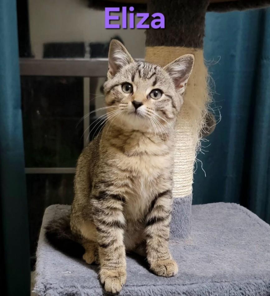 Eliza - shy & loving