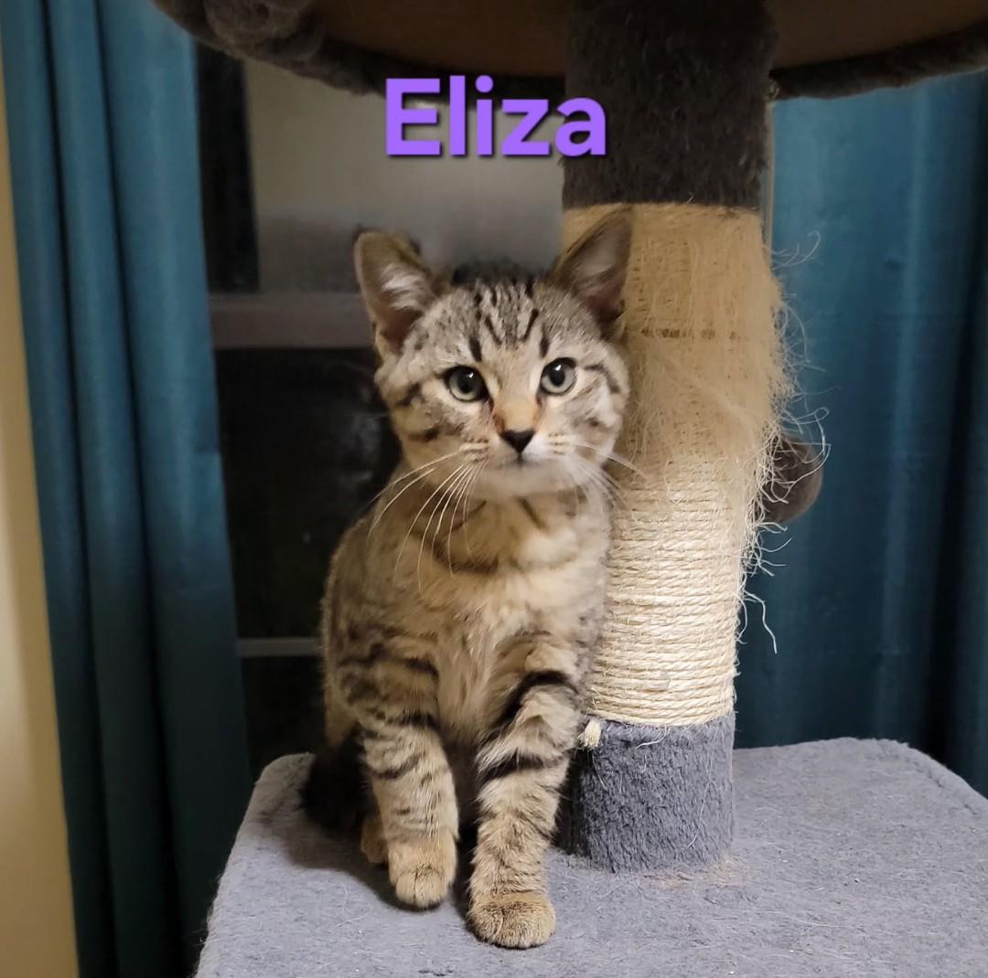 Enlarge Eliza - shy & loving, a Adoptable Domestic Short Hair in Hendersonville, TN image 1/2