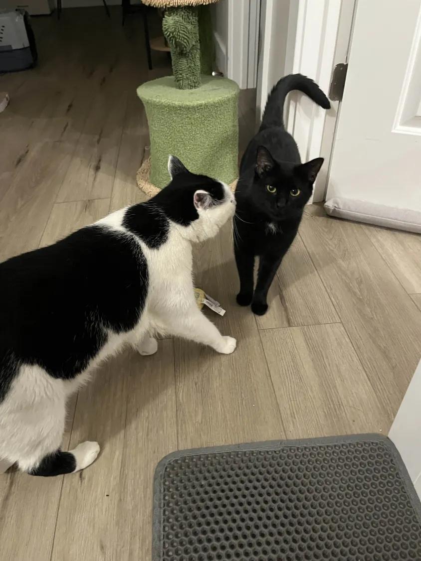 Enlarge Dandelion, a Adoptable Domestic Short Hair in Florham Park, NJ image 5/6