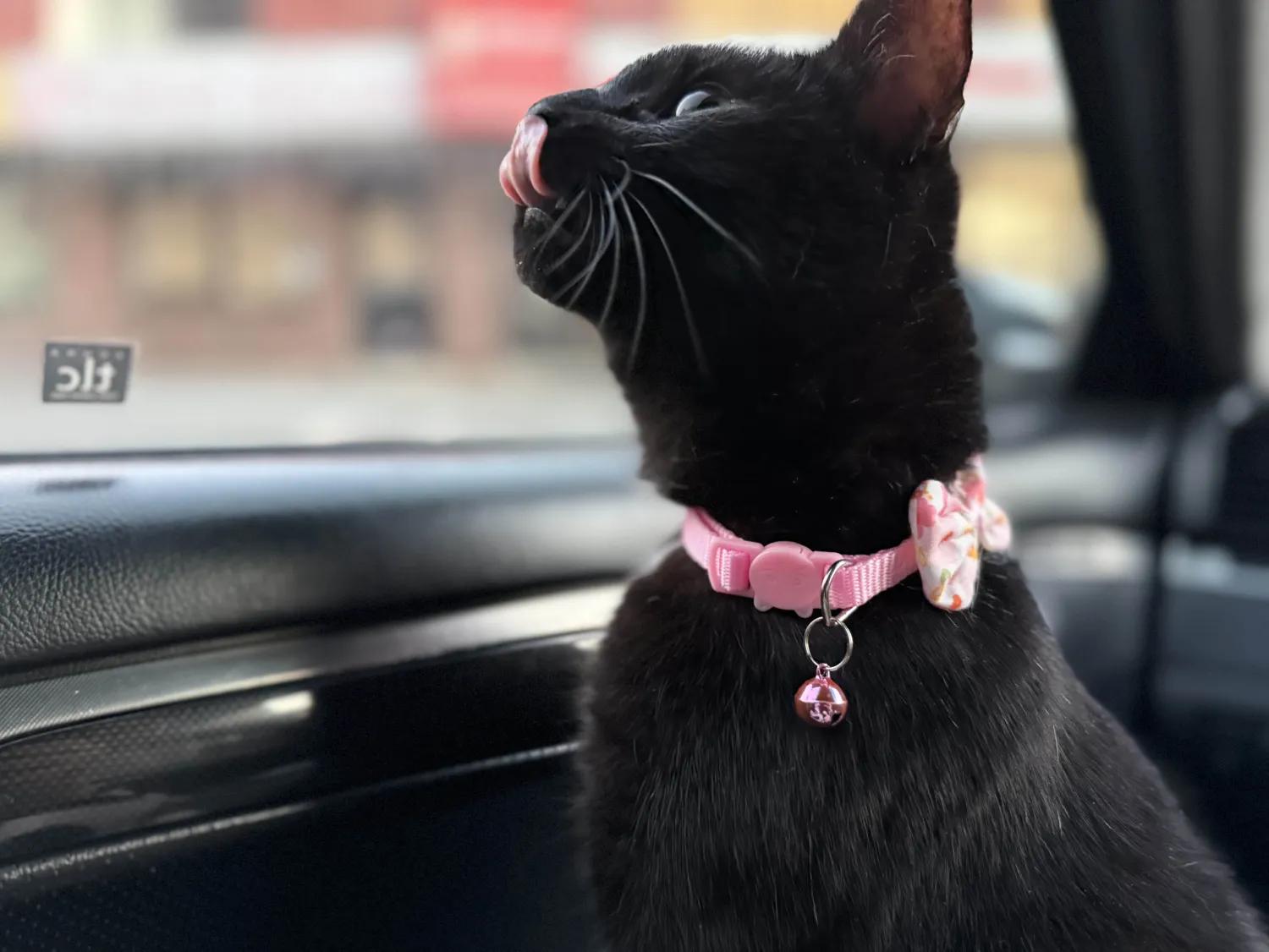 Enlarge Dandelion, a Adoptable Domestic Short Hair in Florham Park, NJ image 3/6