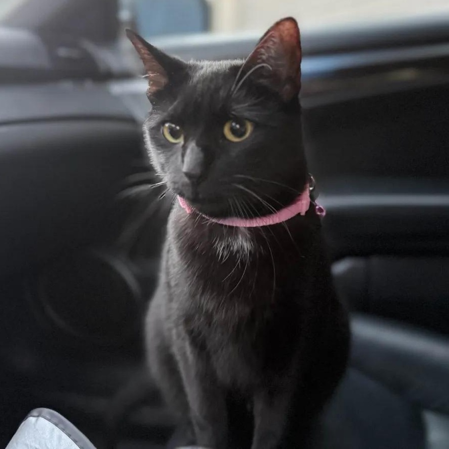 Dandelion, Adoptable, Adult Female Domestic Short Hair.