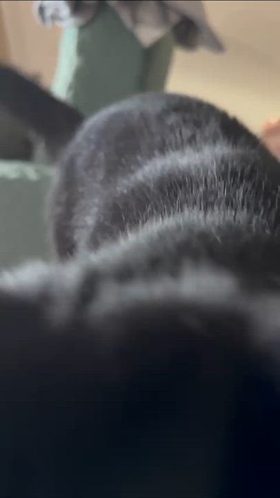 Enlarge Dandelion, a Adoptable Domestic Short Hair in Florham Park, NJ video 6/6