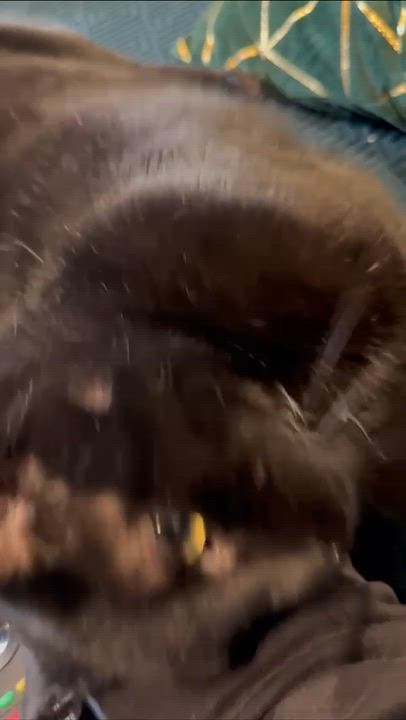 Enlarge Dandelion, a Adoptable Domestic Short Hair in Florham Park, NJ video 4/6