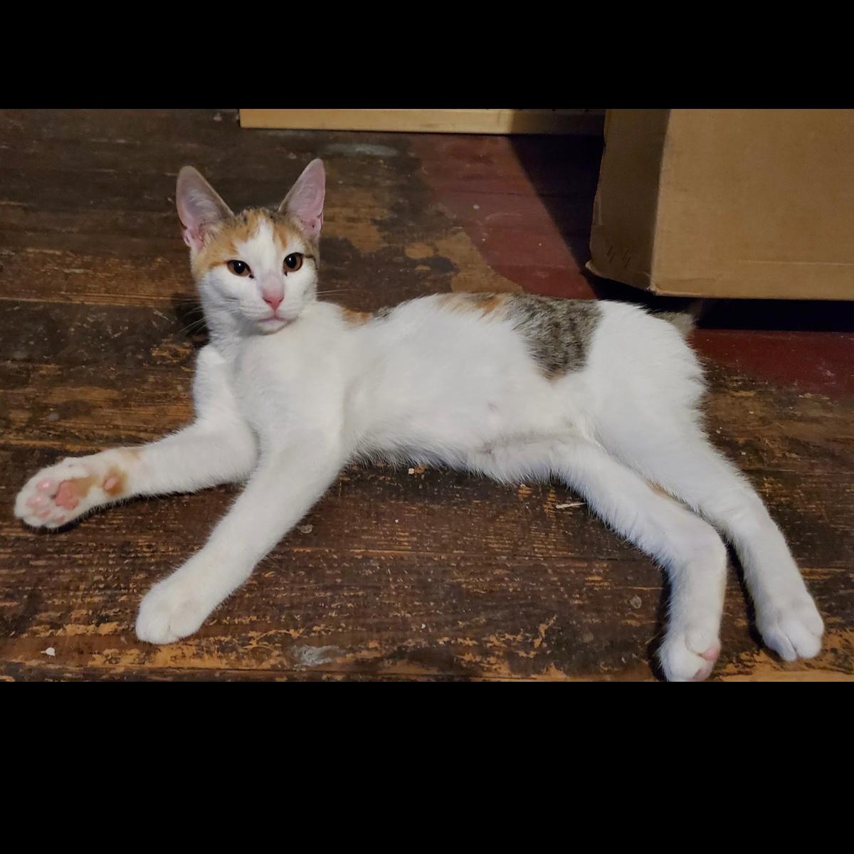 Ripley, a ADOPTABLE Calico in Maple Shade, NJ image 2/2
