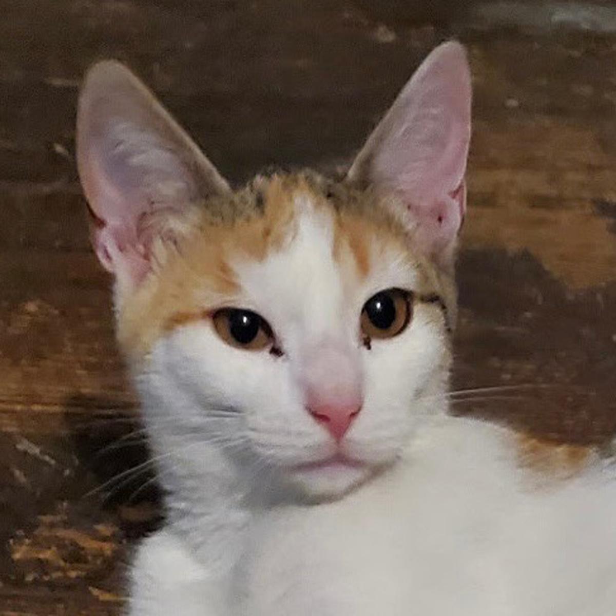 Ripley, a ADOPTABLE Calico in Maple Shade, NJ image 1/2