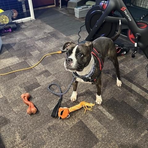 Enlarge Isabella , a ADOPTABLE Boxer in Middlesex, NJ image 2/4