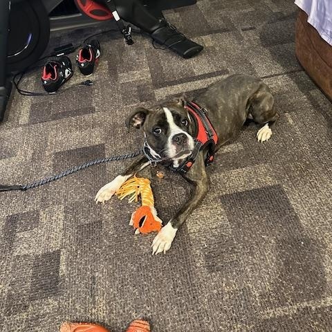 Enlarge Isabella , a ADOPTABLE Boxer in Middlesex, NJ image 4/4