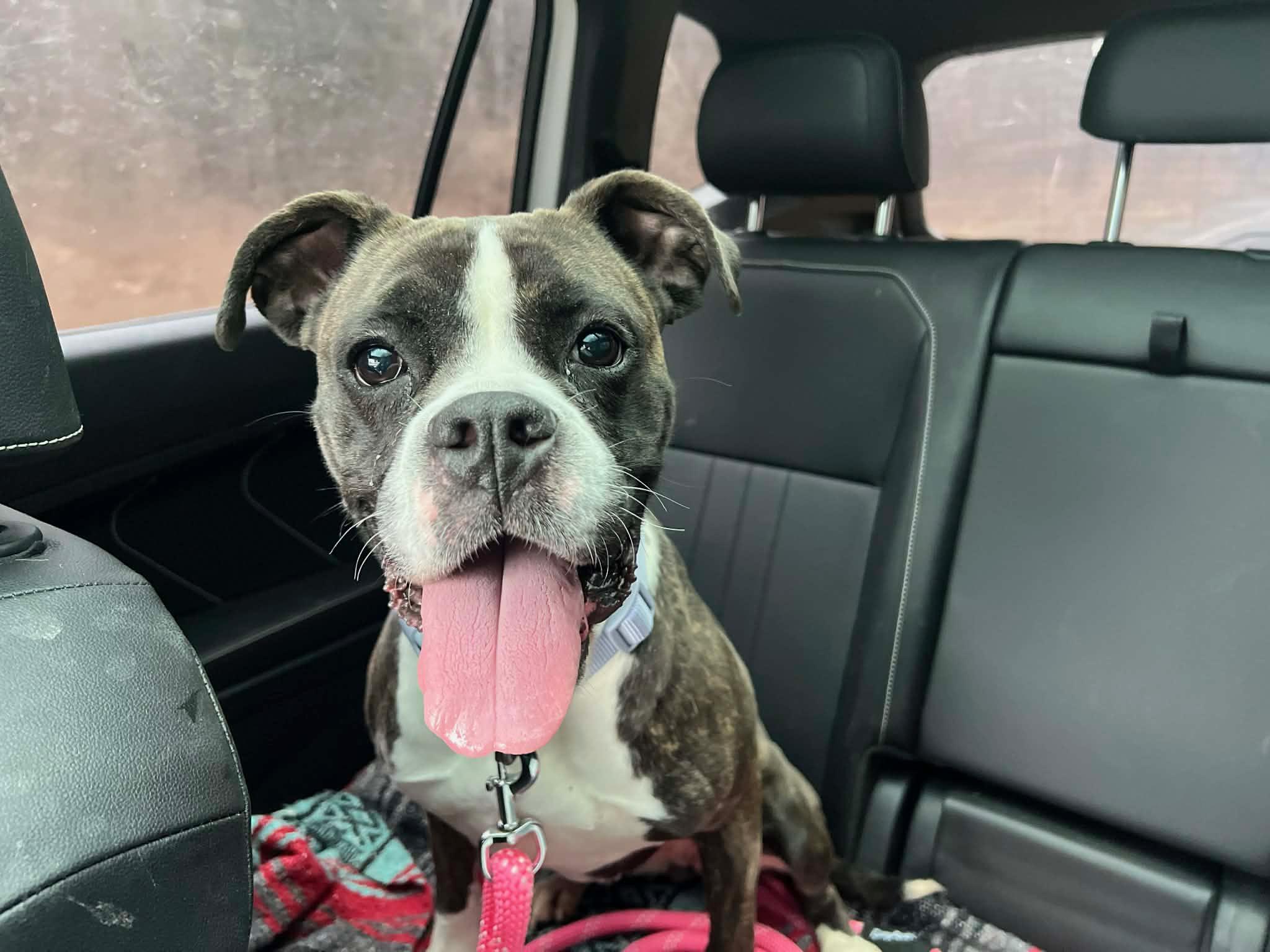 Enlarge Isabella , a ADOPTABLE Boxer in Middlesex, NJ image 1/4