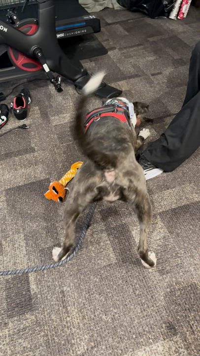 Enlarge Isabella , a ADOPTABLE Boxer in Middlesex, NJ video 3/4