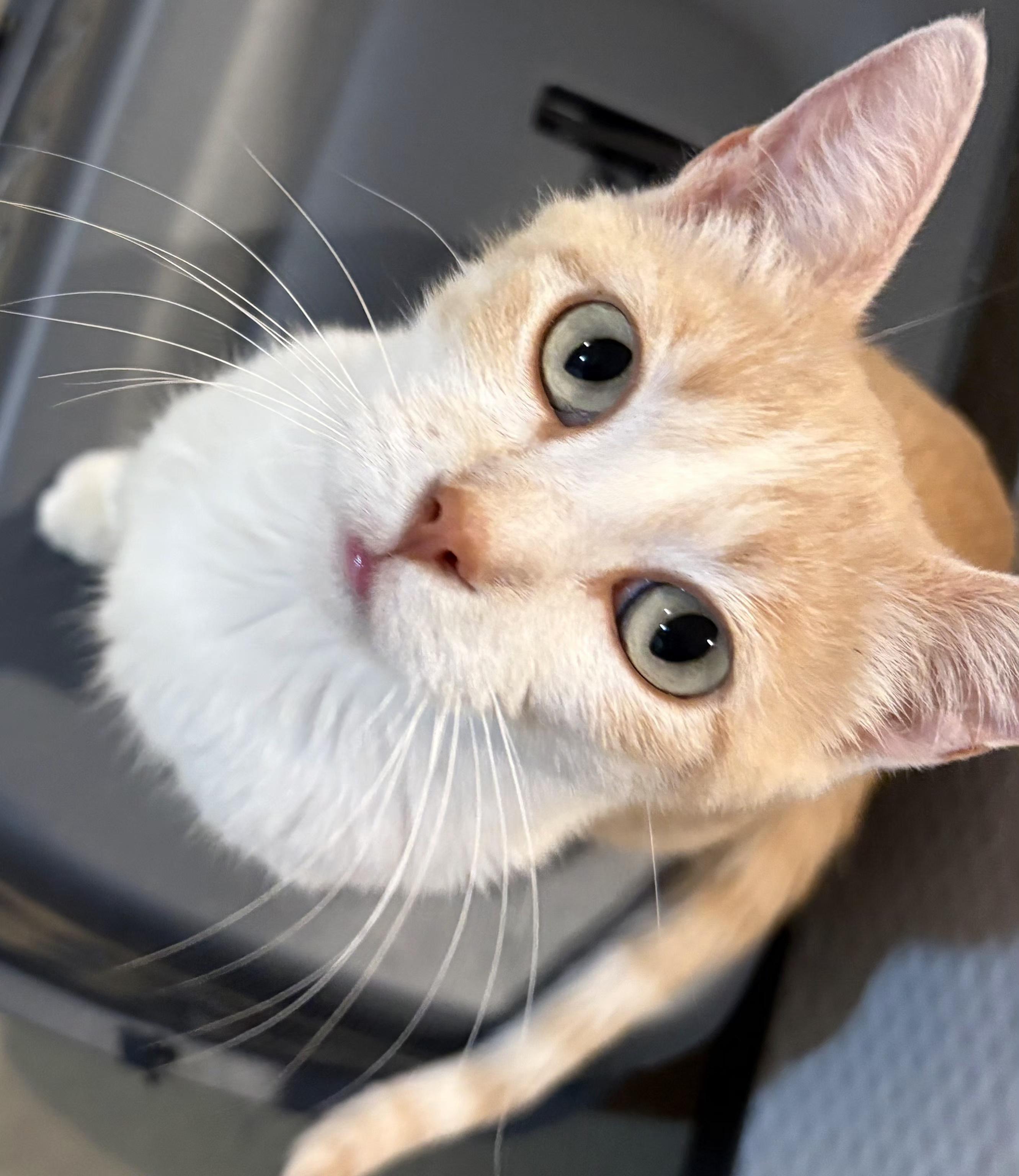Princess Peach, Adoptable, Adult Female Domestic Short Hair.