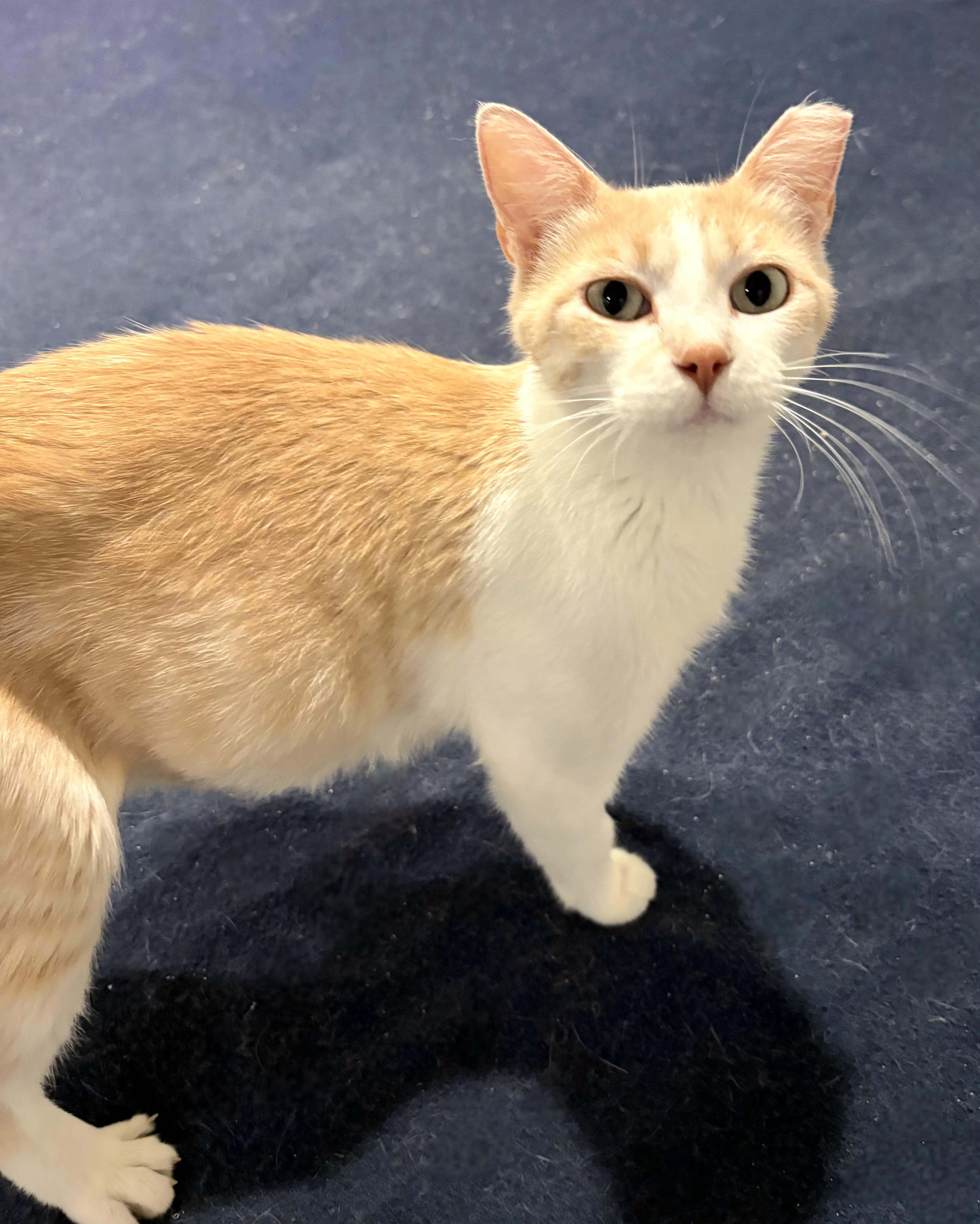 Enlarge Princess Peach, a Adoptable Domestic Short Hair in Lincoln, NE image 3/5