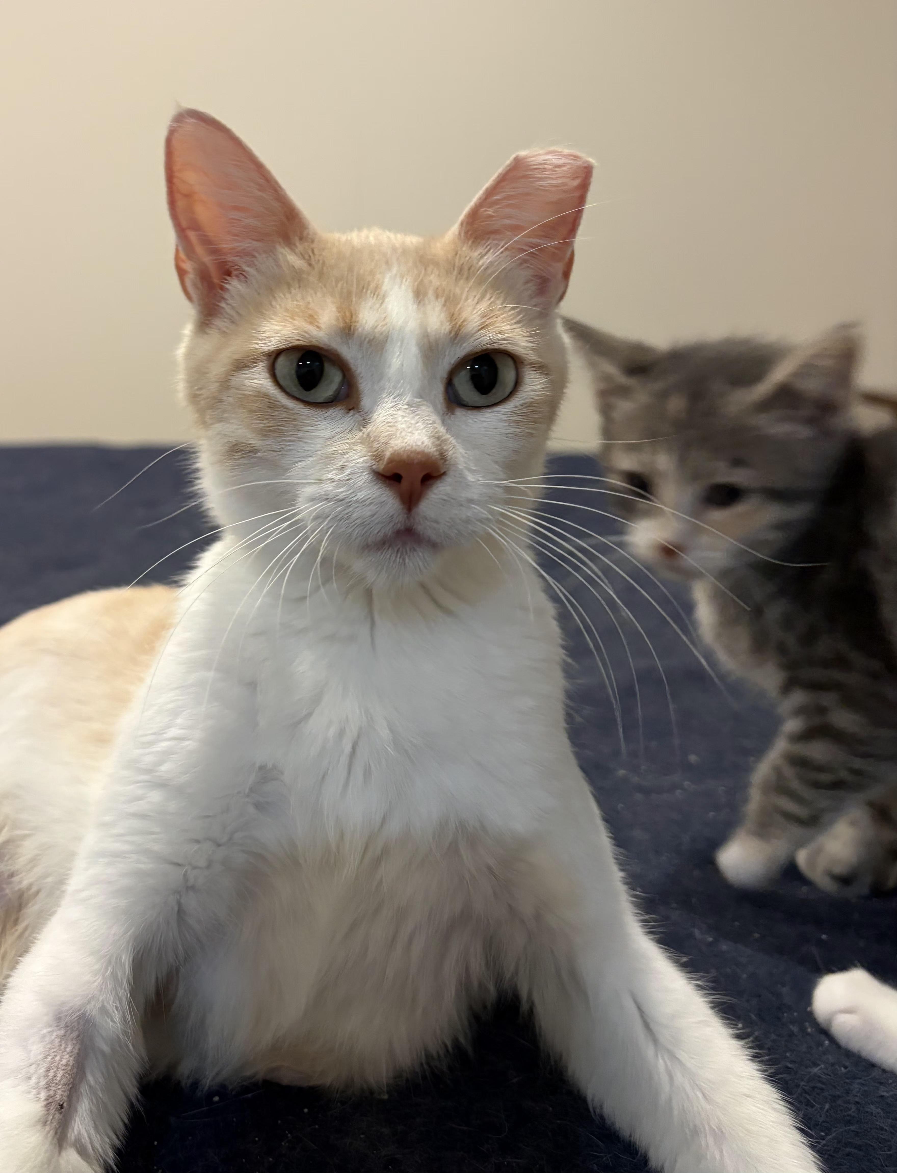 Enlarge Princess Peach, a Adoptable Domestic Short Hair in Lincoln, NE image 2/5