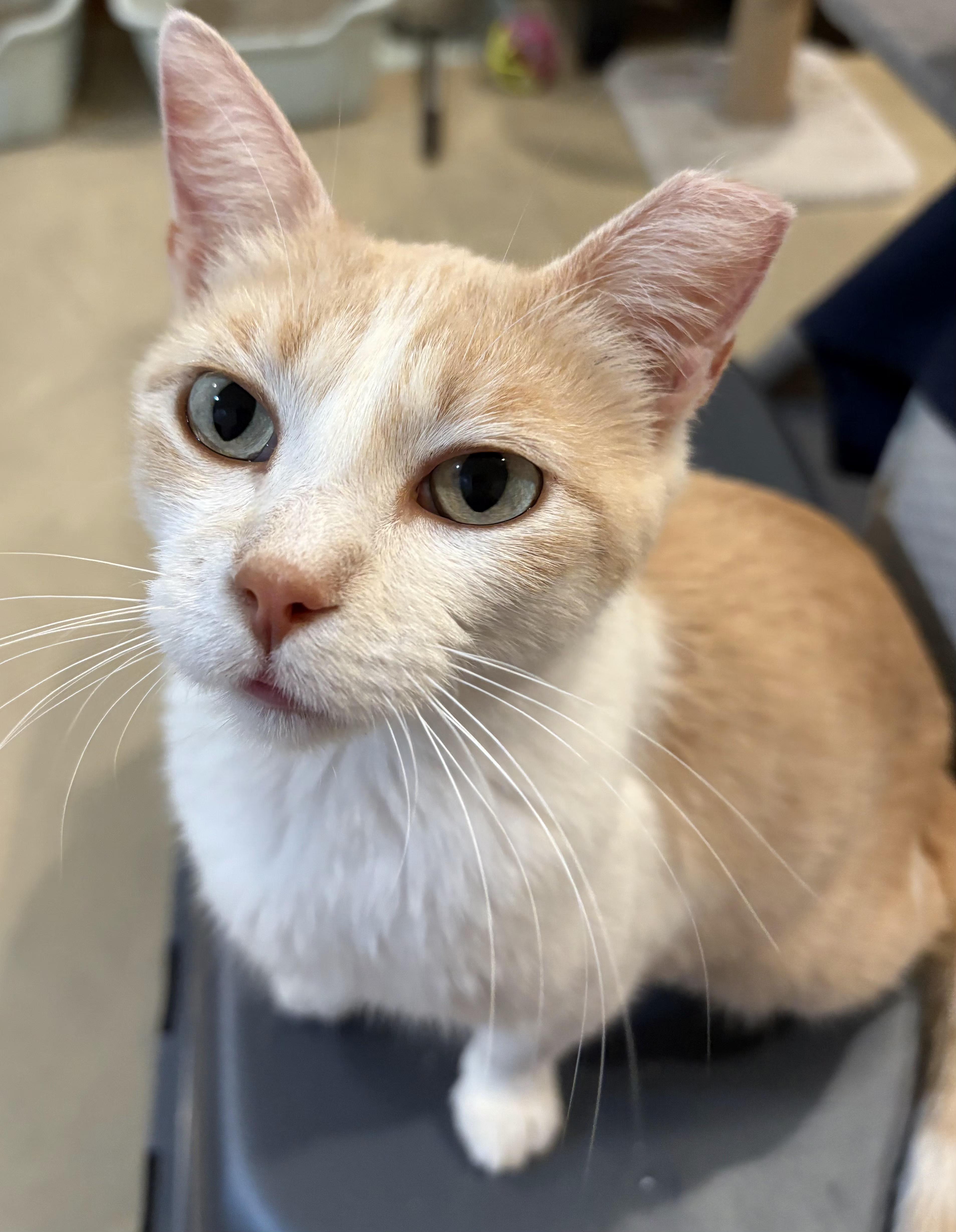 Enlarge Princess Peach, a Adoptable Domestic Short Hair in Lincoln, NE image 4/5