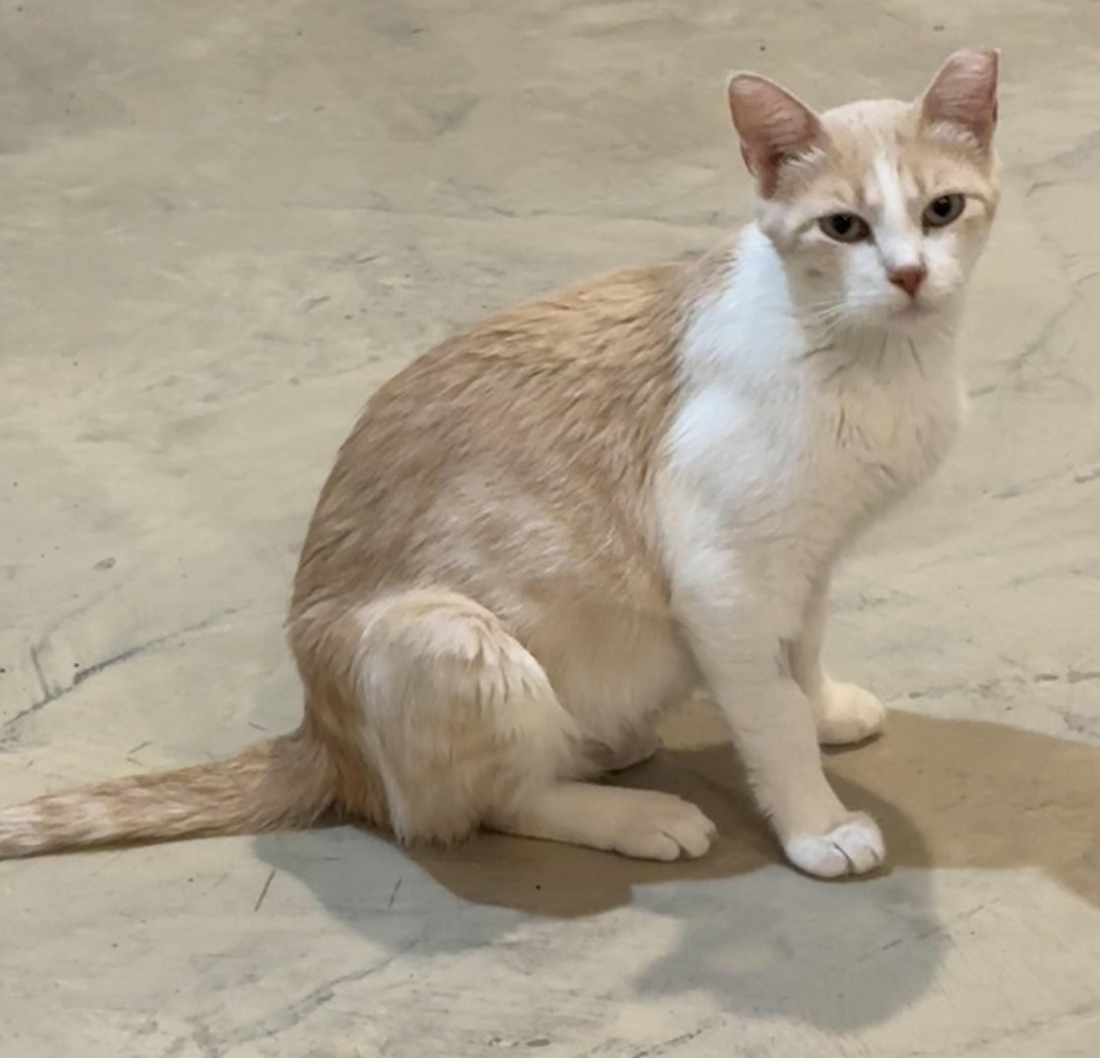 Enlarge Princess Peach, a Adoptable Domestic Short Hair in Lincoln, NE image 5/5