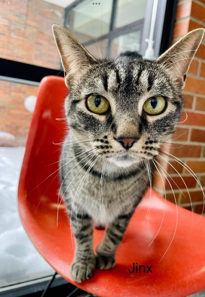 Enlarge JINX, a Adoptable mixed breed in Muskegon, MI image 1/5