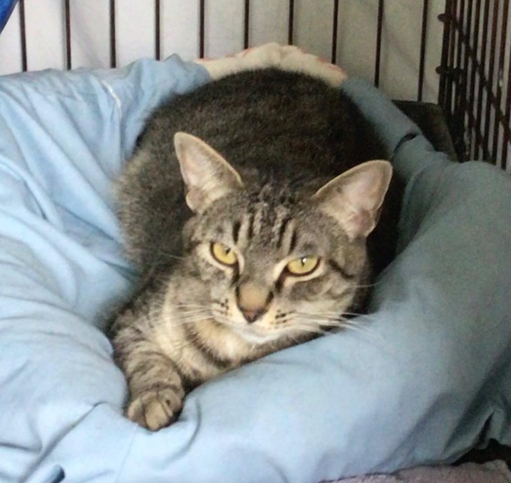 Enlarge JINX, a Adoptable mixed breed in Muskegon, MI image 2/5