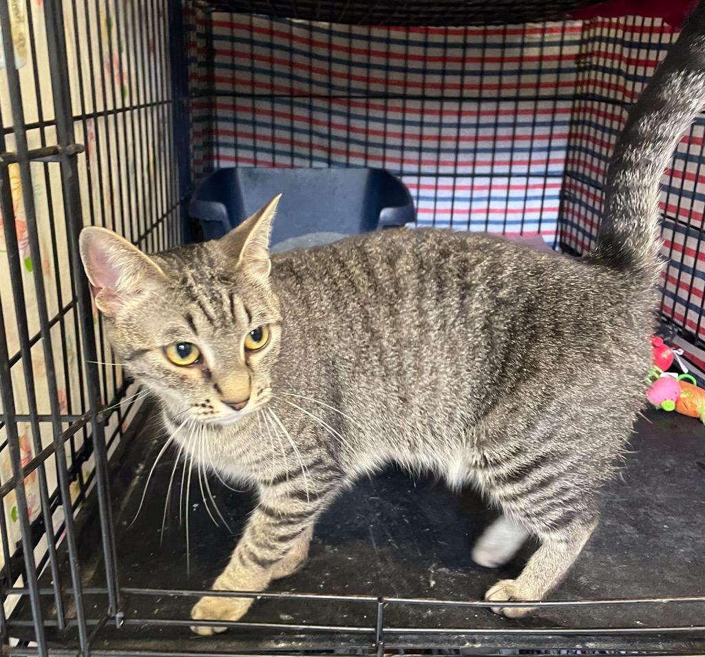 Enlarge JINX, a Adoptable mixed breed in Muskegon, MI image 3/5