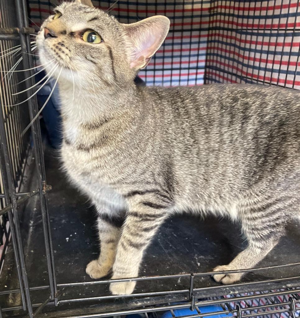 Enlarge JINX, a Adoptable mixed breed in Muskegon, MI image 4/5