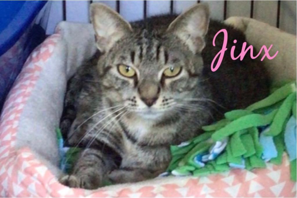 Enlarge JINX, a Adoptable mixed breed in Muskegon, MI image 5/5