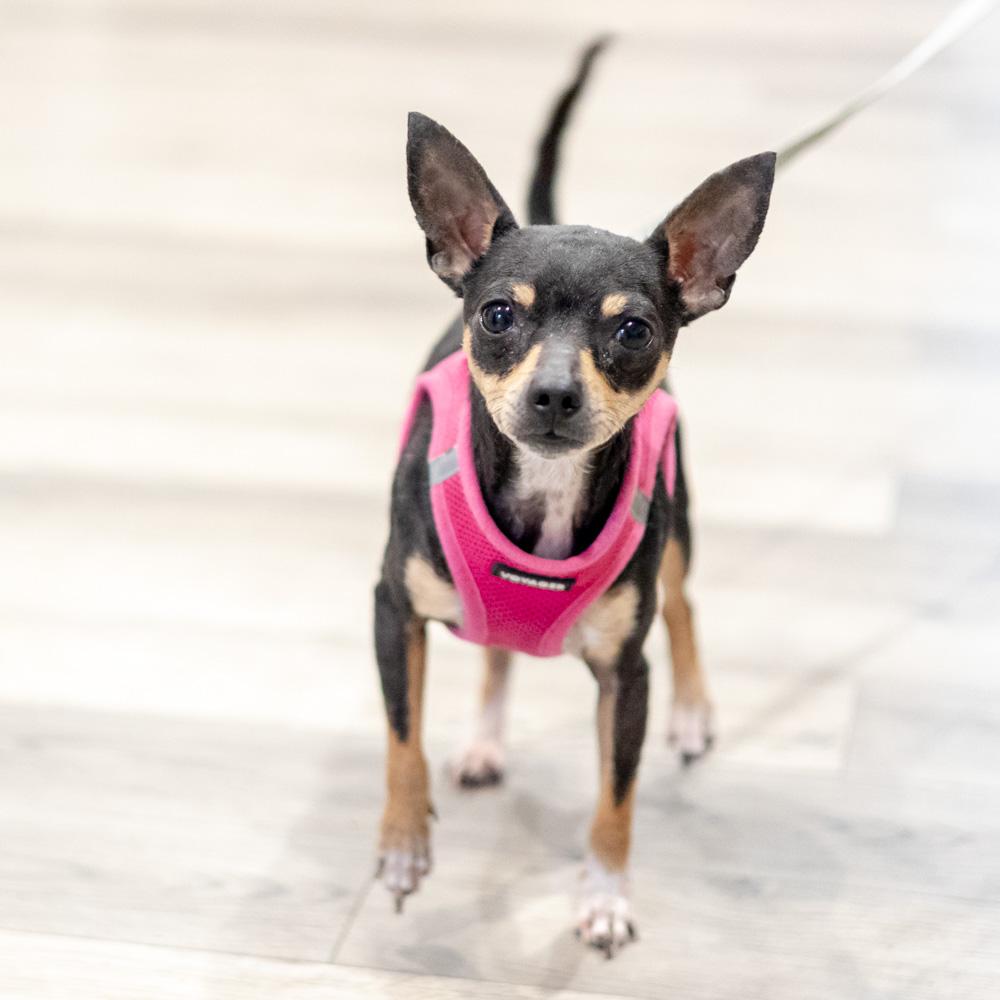 Minnie  (Female), Adoptable, Adult Female Chihuahua.