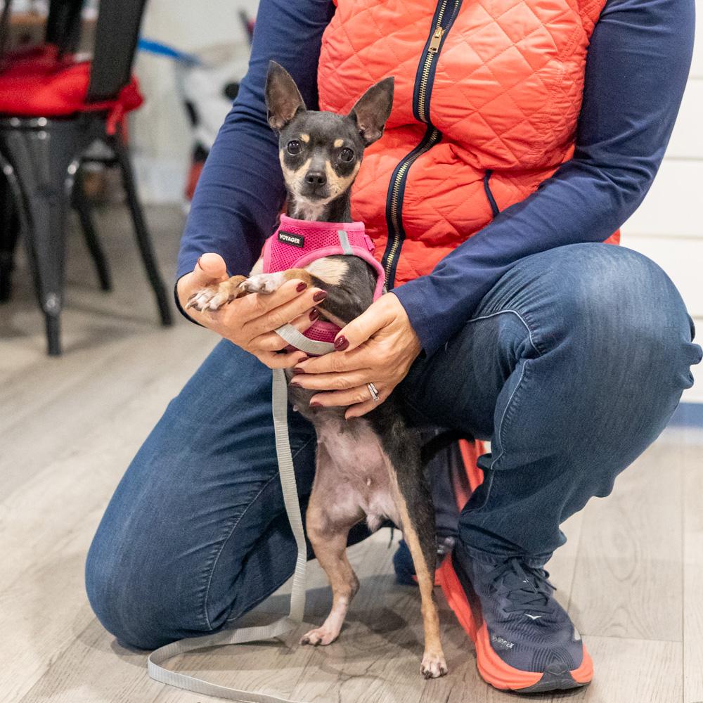 Minnie (Female), a Adoptable Chihuahua in West Grove, PA image 5/6