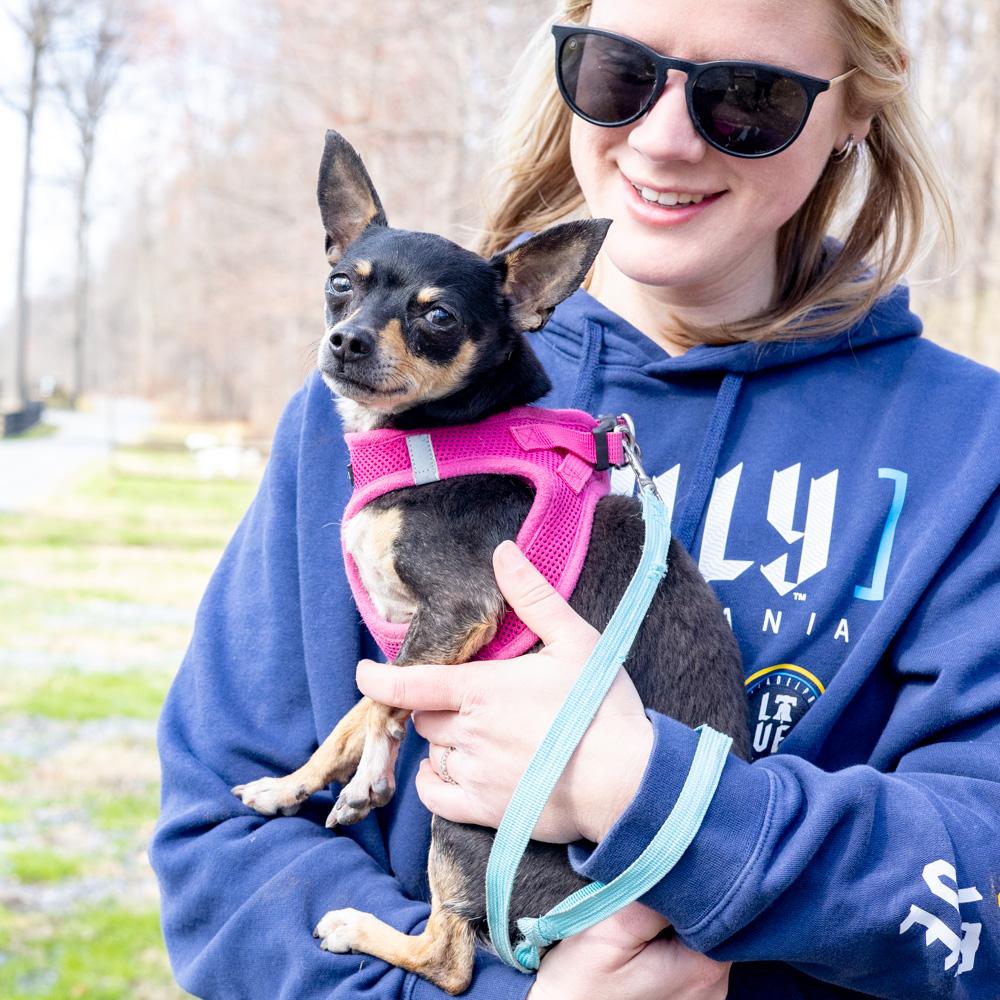 Enlarge Minnie  (Female), a Adoptable Chihuahua in West Grove, PA image 5/6