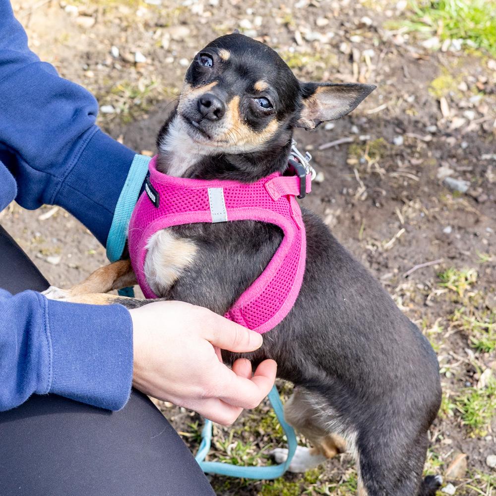 Enlarge Minnie  (Female), a Adoptable Chihuahua in West Grove, PA image 6/6