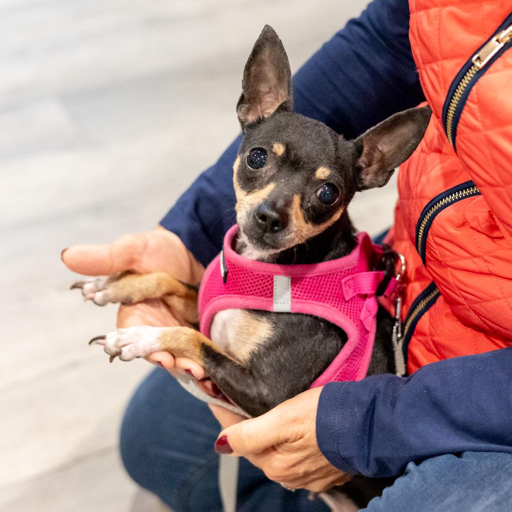 Minnie (Female), Adoptable, Adult Female Chihuahua.