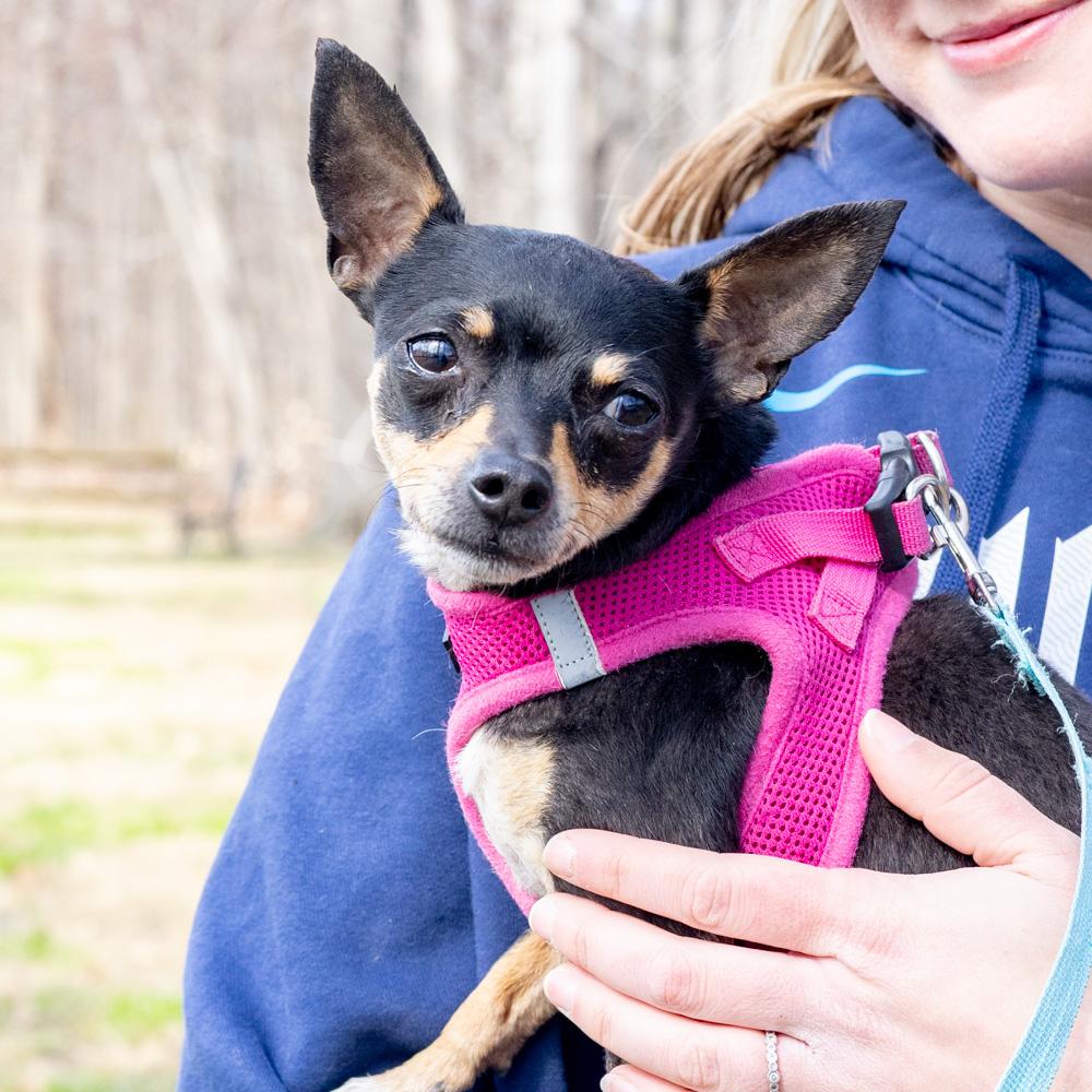 Enlarge Minnie  (Female), a Adoptable Chihuahua in West Grove, PA image 1/6