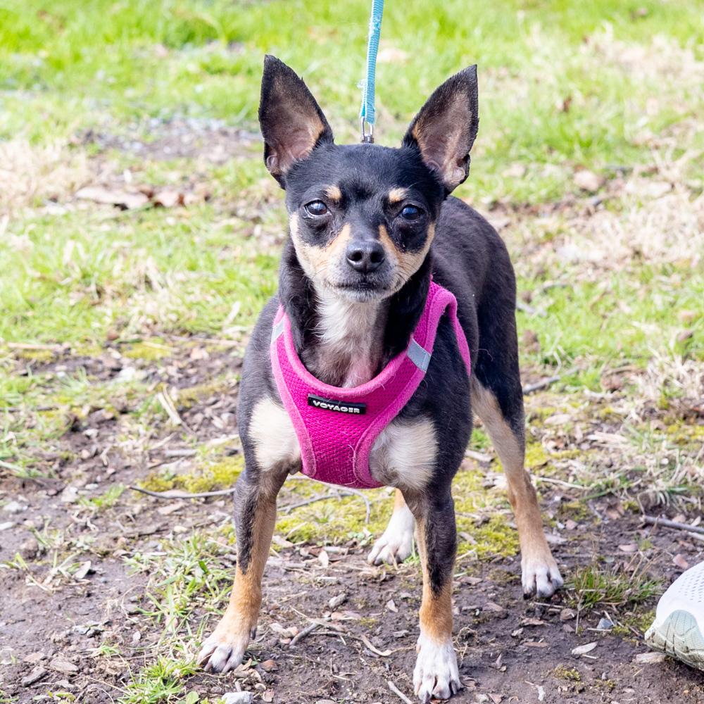 Enlarge Minnie  (Female), a Adoptable Chihuahua in West Grove, PA image 4/6