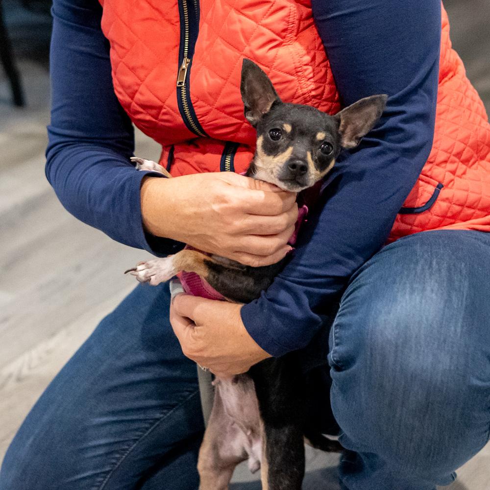 Minnie (Female), a Adoptable Chihuahua in West Grove, PA image 6/6