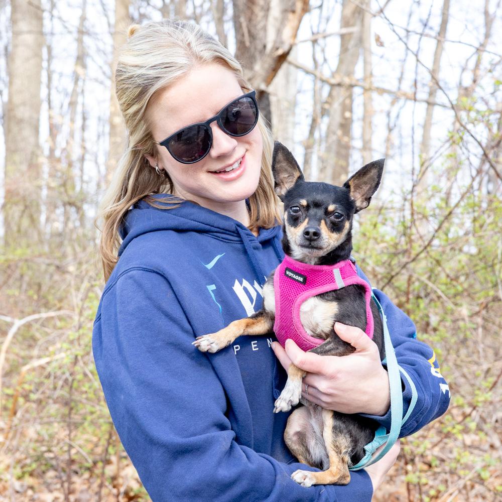 Enlarge Minnie  (Female), a Adoptable Chihuahua in West Grove, PA image 2/6