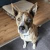 Juno, Adoptable, Adult Female Pit Bull Terrier & Husky.