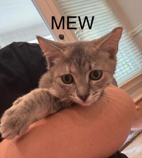 Enlarge Mew, a Adoptable mixed breed in MONTGOMERY, TX image 1/2