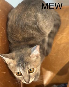 Enlarge Mew, a Adoptable mixed breed in MONTGOMERY, TX image 2/2