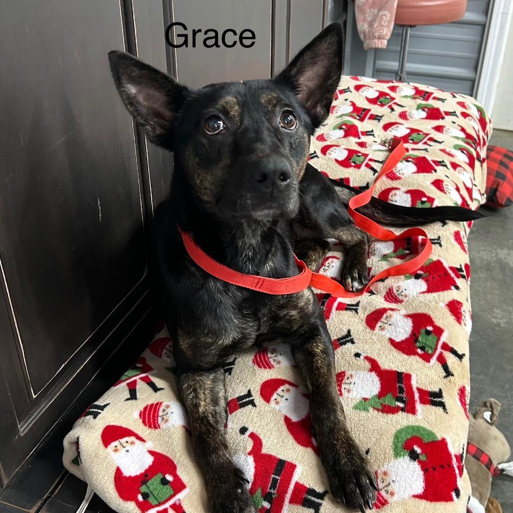 Enlarge Grace, a Adoptable German Shepherd Dog in Princeton, KY image 1/2