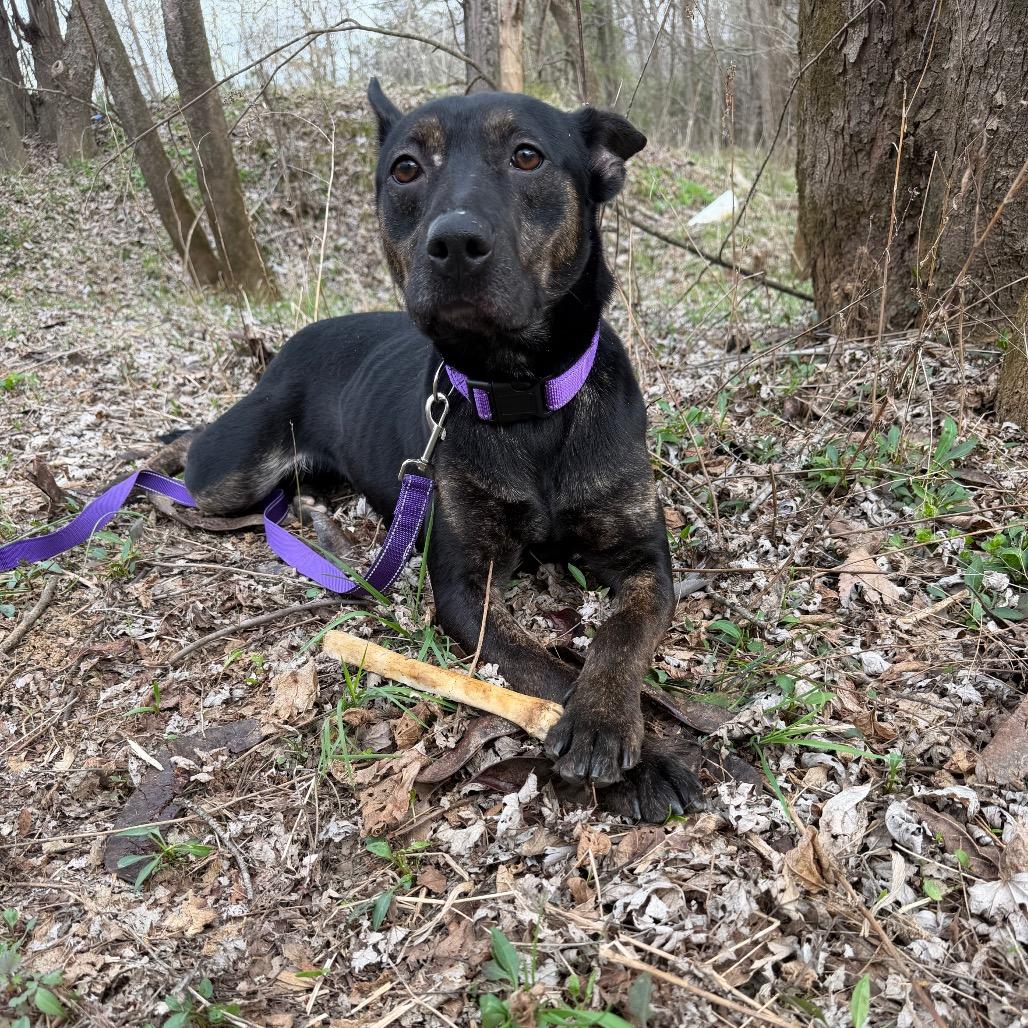Enlarge Grace, a Adoptable German Shepherd Dog in Princeton, KY image 2/5