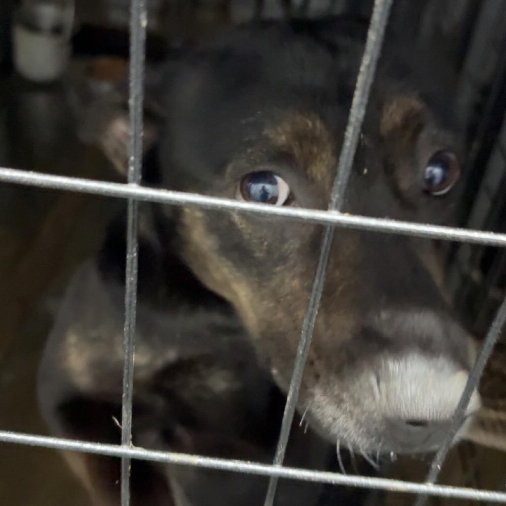 Grace, Adoptable, Adult Female German Shepherd Dog.