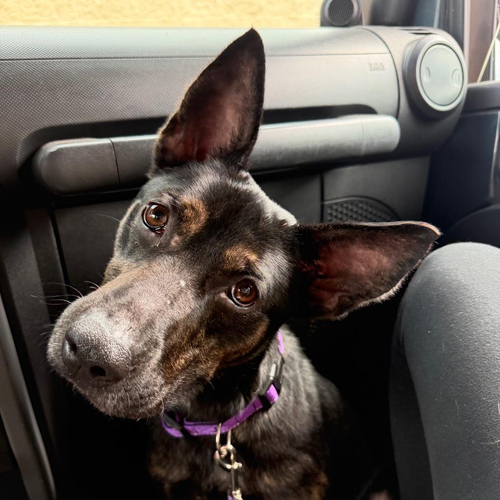 Enlarge Grace, a Adoptable German Shepherd Dog in Princeton, KY image 3/5