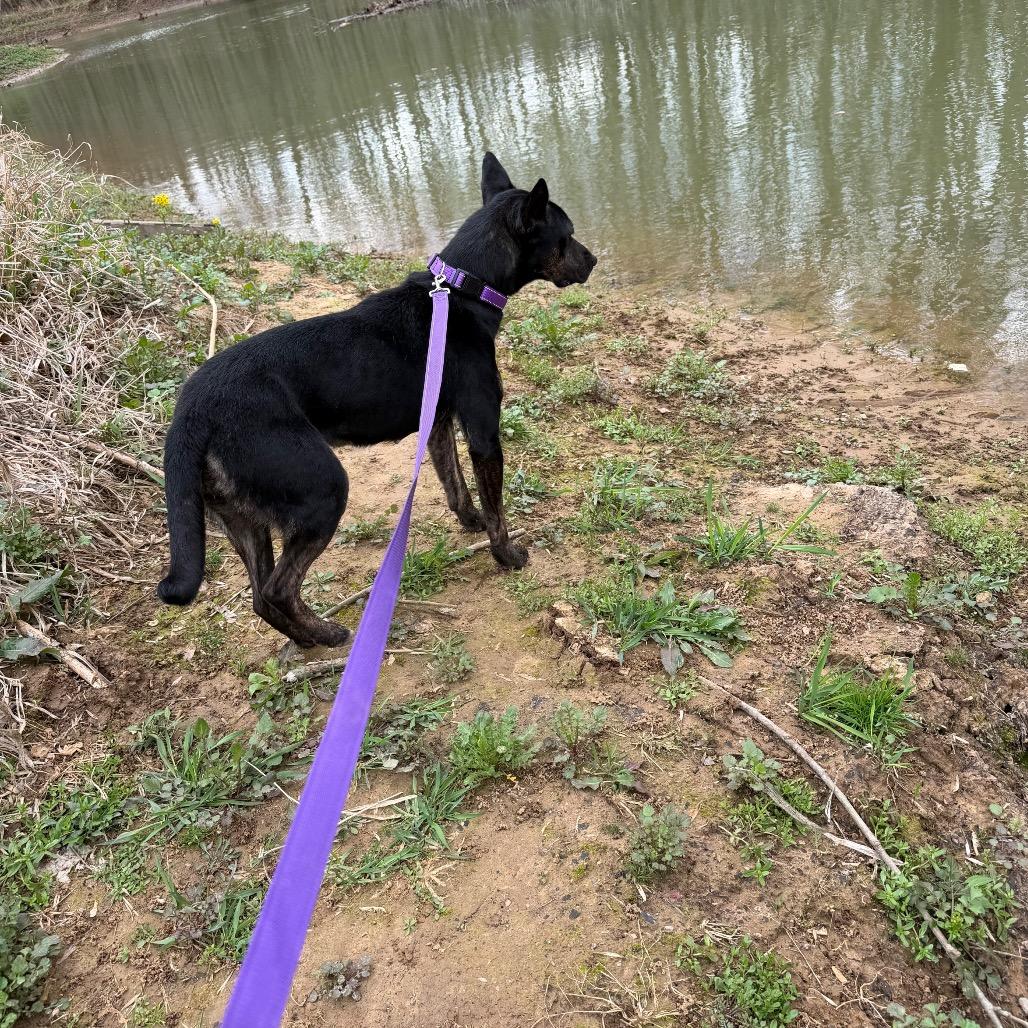 Enlarge Grace, a Adoptable German Shepherd Dog in Princeton, KY image 4/5