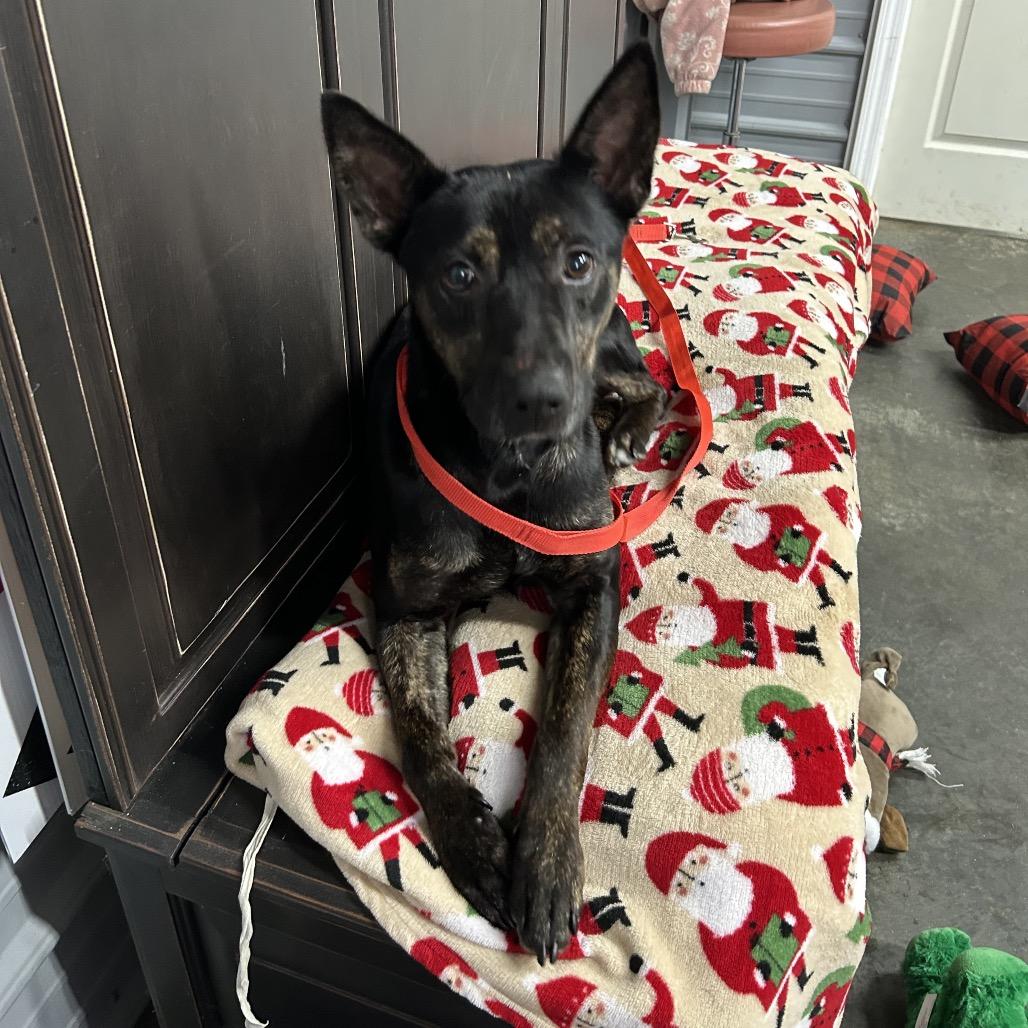 Enlarge Grace, a Adoptable German Shepherd Dog in Princeton, KY image 2/2