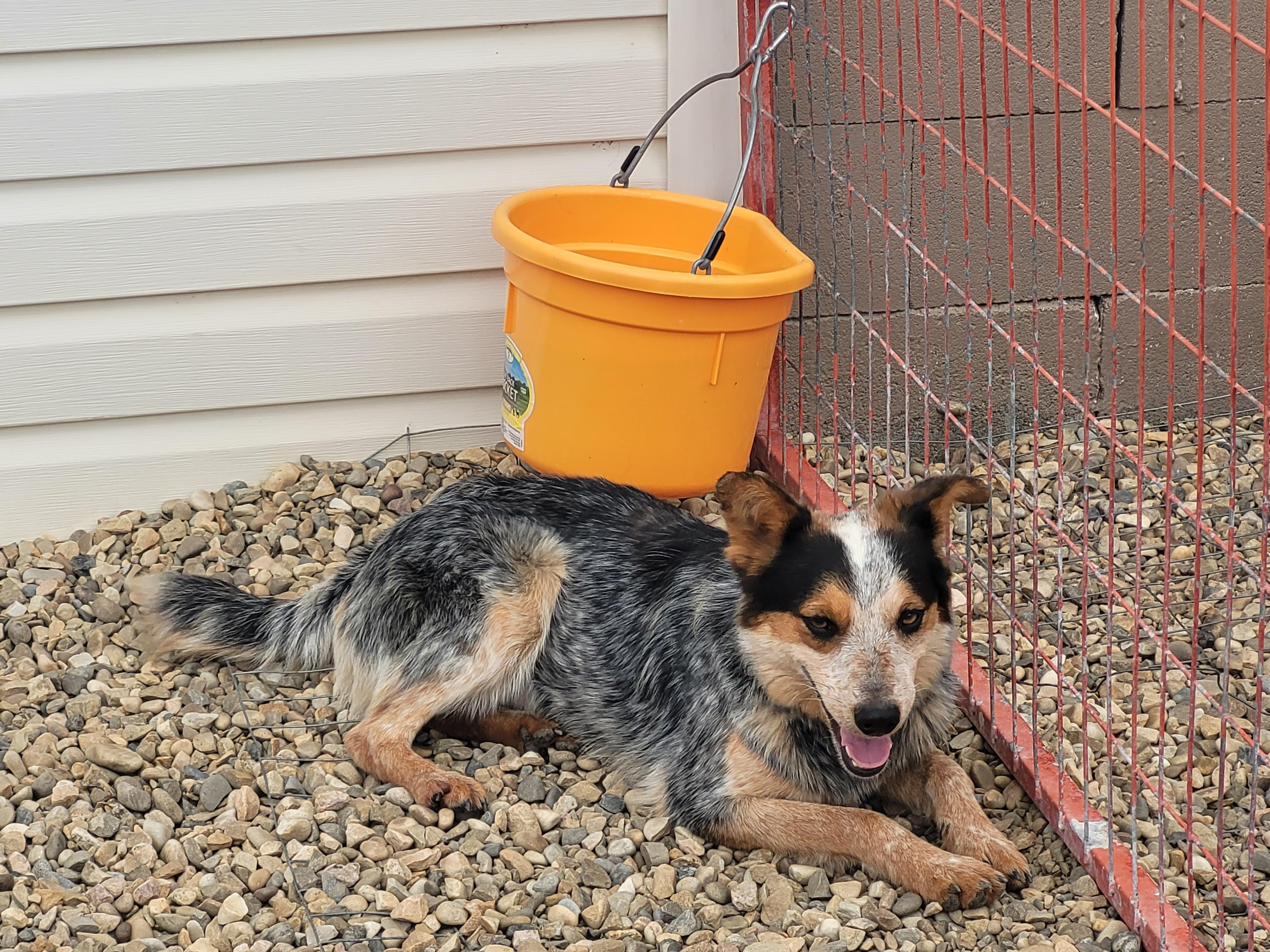 Honey, a Adopted Australian Cattle Dog / Blue Heeler in Lacombe, AB image 5/5