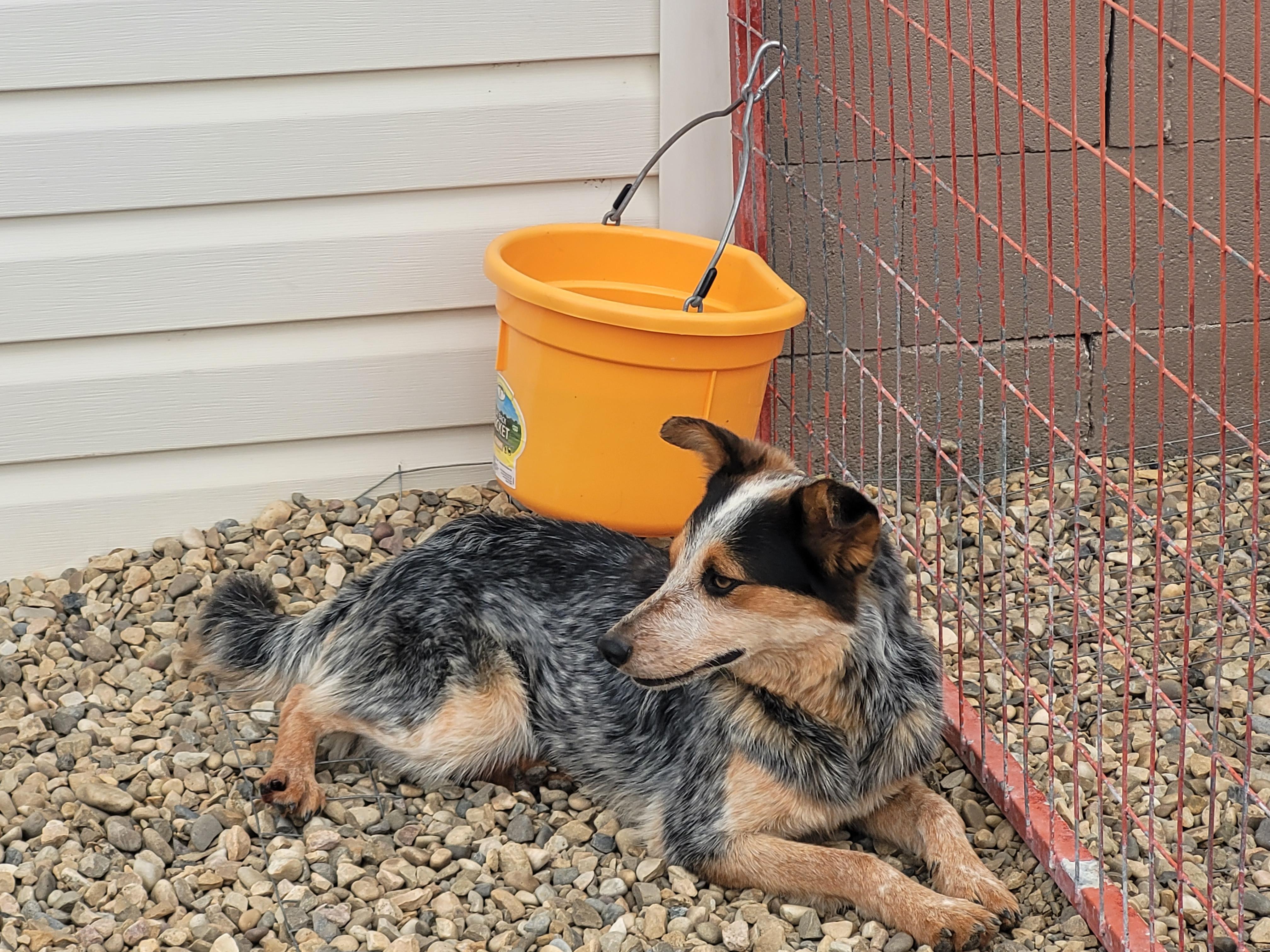 Honey, a Adopted Australian Cattle Dog / Blue Heeler in Lacombe, AB image 2/5