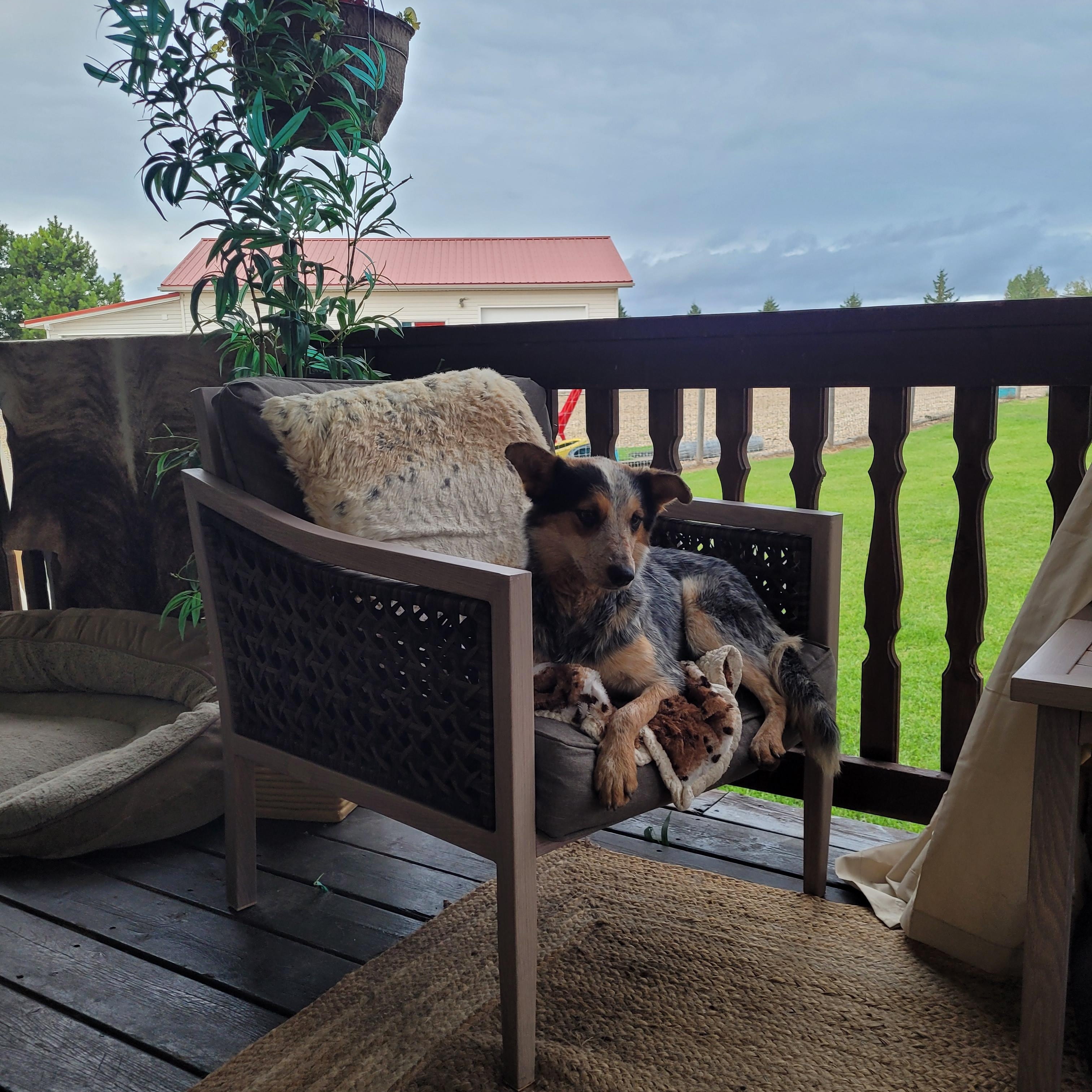 Honey, a Adopted Australian Cattle Dog / Blue Heeler in Lacombe, AB image 4/5