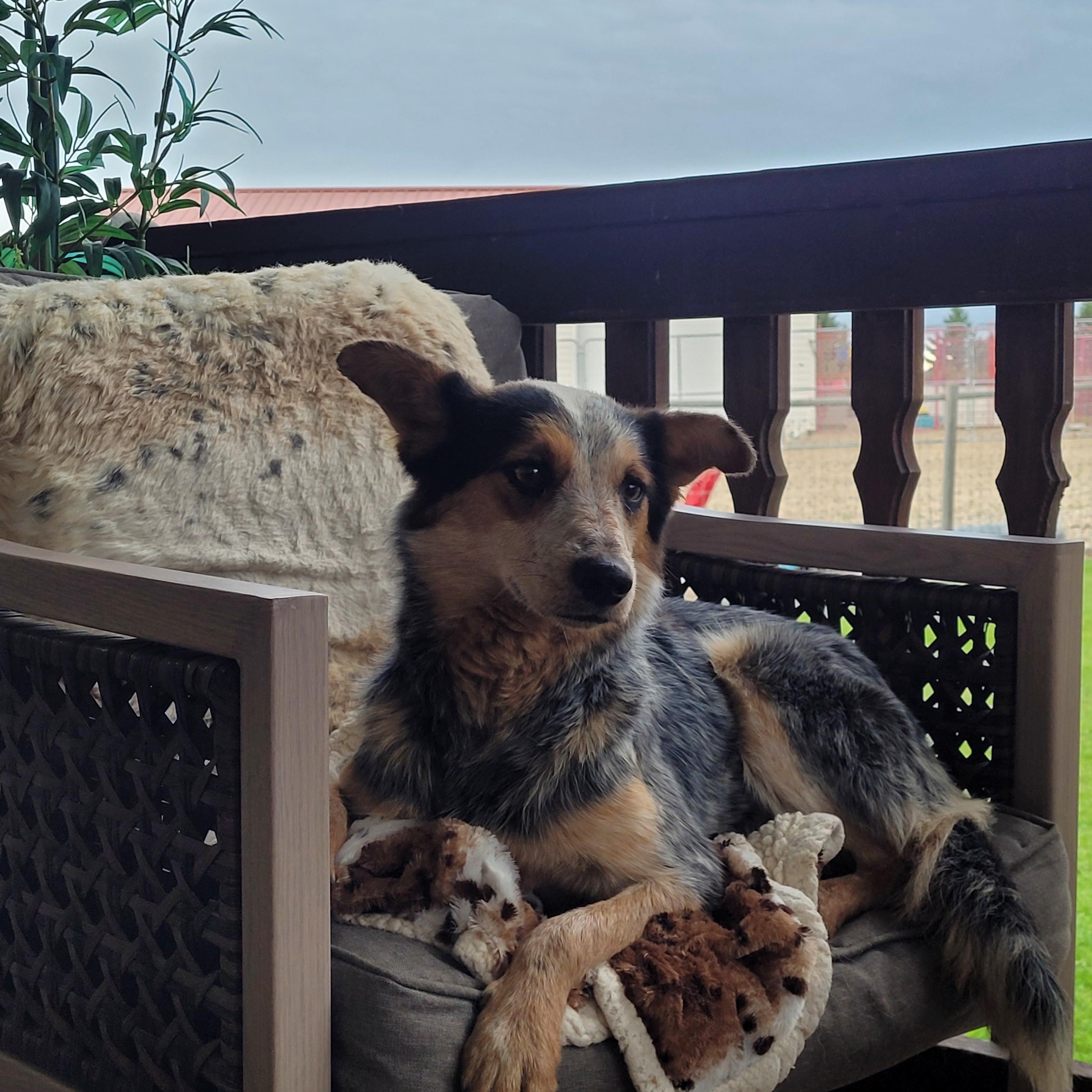 Honey, a Adopted Australian Cattle Dog / Blue Heeler in Lacombe, AB image 3/5